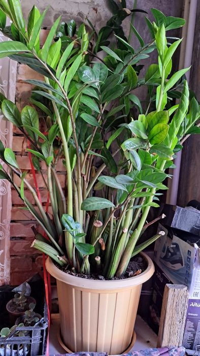 Долларовое дерево