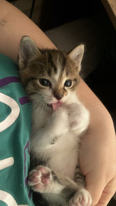 Котята хорошенькие