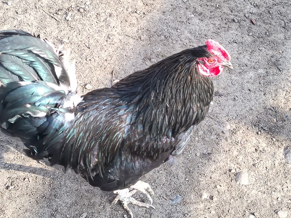 Куры Питухи Тауык