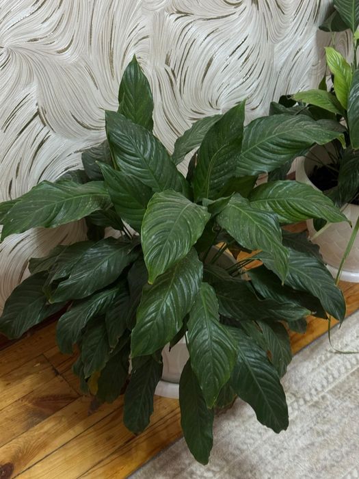 Комнатные цветы высота 50 см