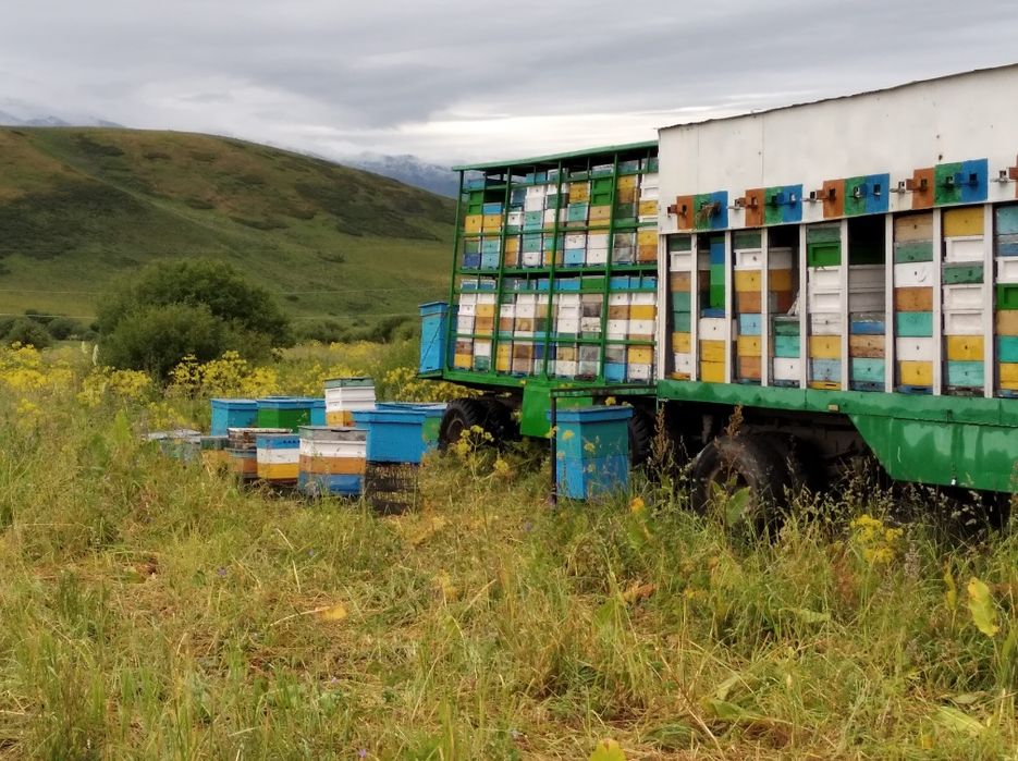 Продам пчелосемьи