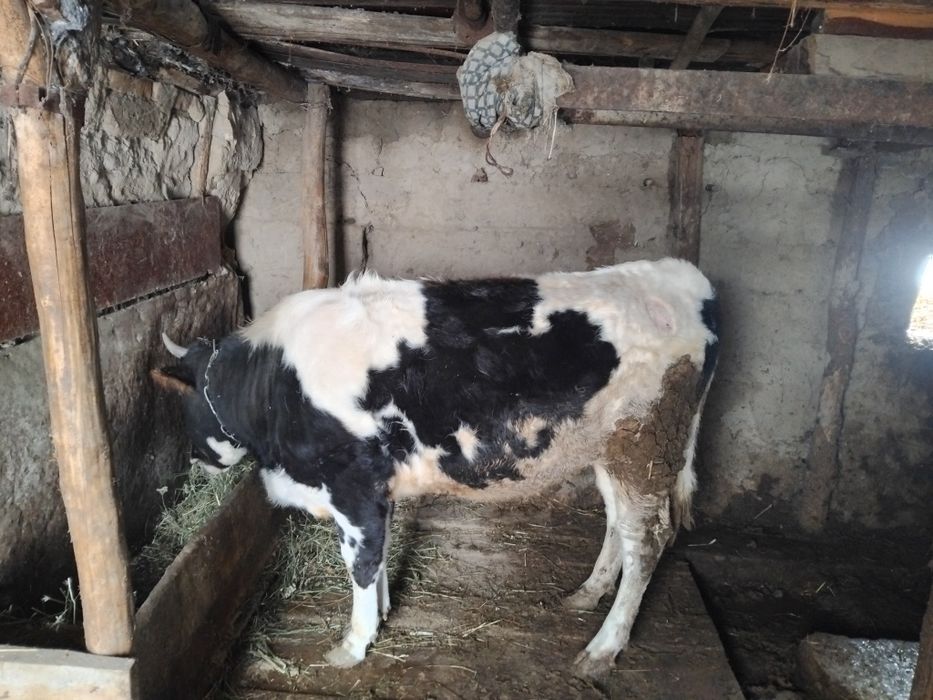 Продам телку на согым