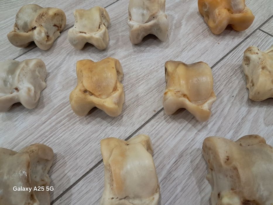 Асыки бараньи и жеребят продам.