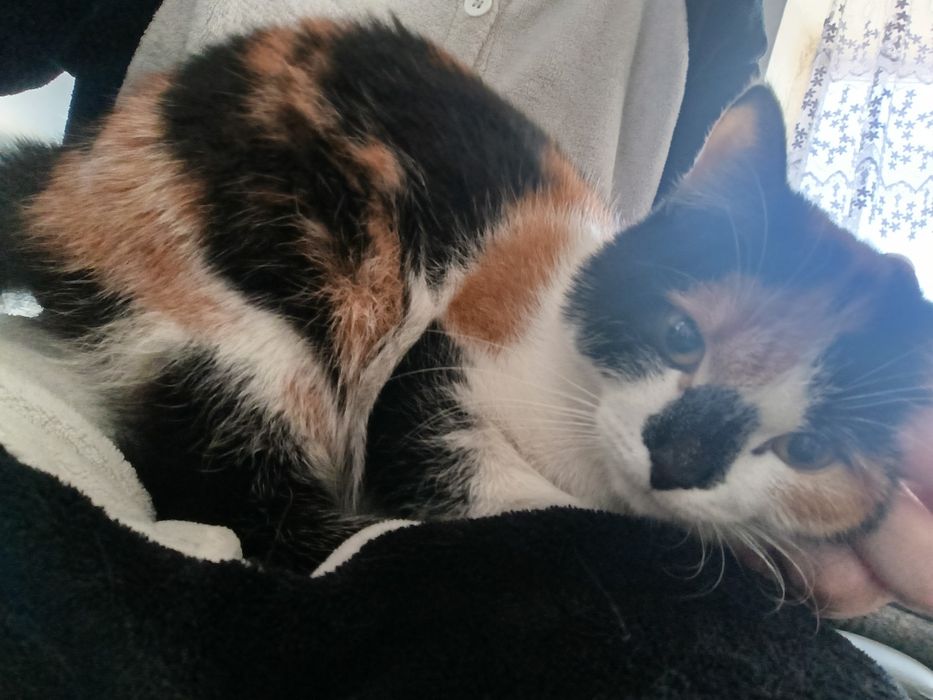 Отдам кошечку трехцветную