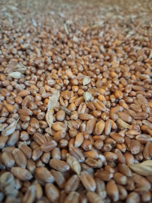 Grau de productie 2025.