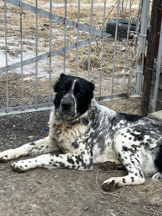 Продам щенка Алабая