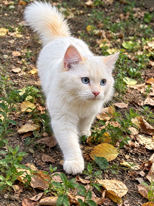 Тайский Рэд Поинт котик в добрые руки! Кастрат! Возраст больше года.