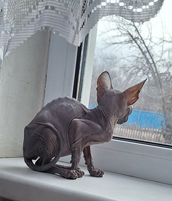 Канадка девочка. 4 мес.