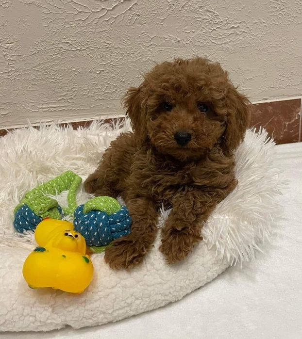 Puiut Pudel/Caniche red toy