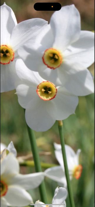 Bulbi de narcise 1 kg 50 kei