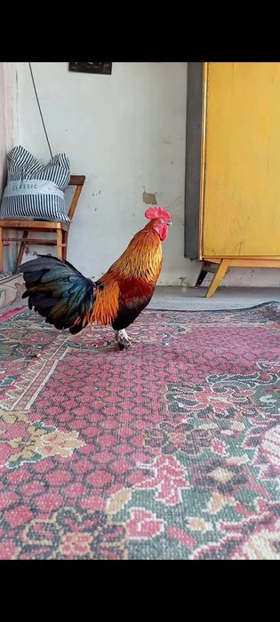 Қораздар сатылады шөже.