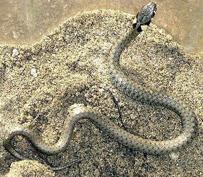 Дезинфекция  chayon va ilonlarni yoq qilamiz. 24/7