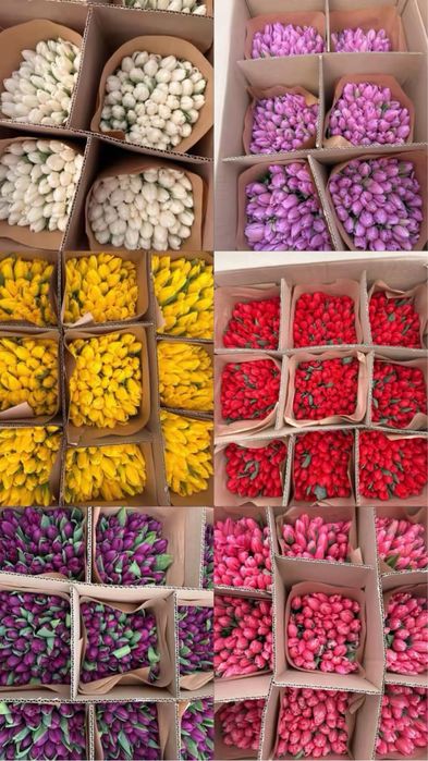 Тюьлпан сатылады гулдер