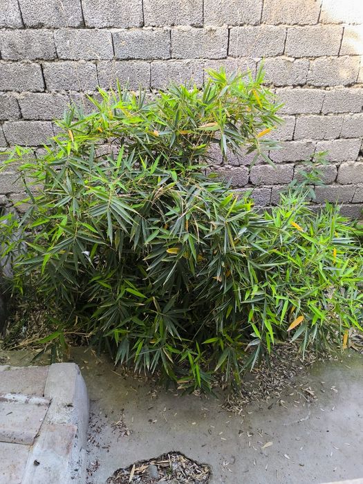 Срочно продам серебристый бамбук