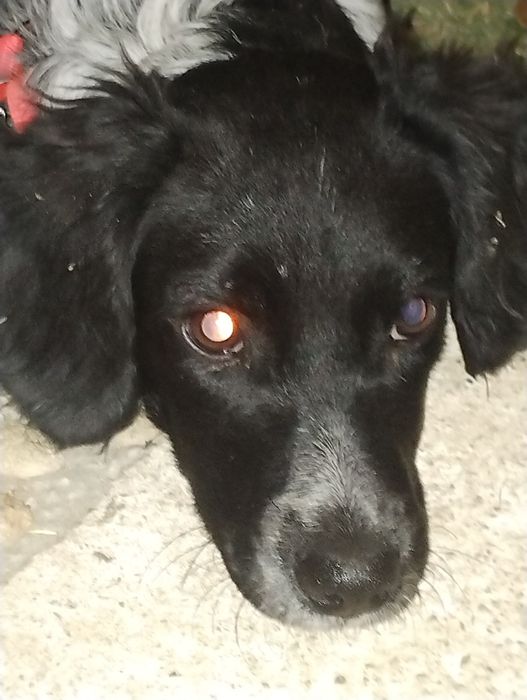 Куче бретон шпаньол женско подарява