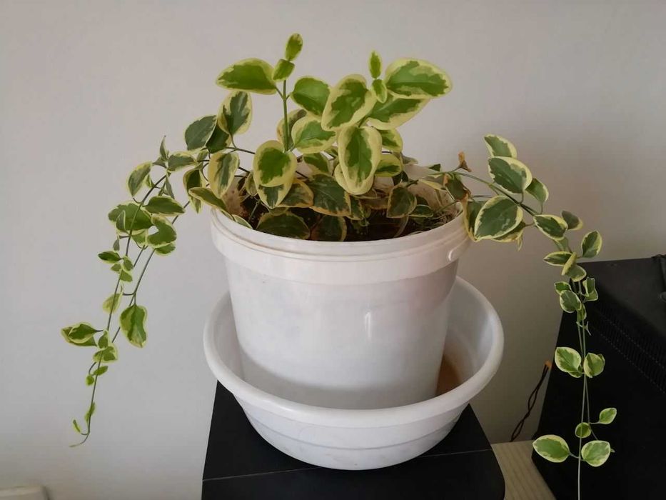 Барвинок пестролистный,  РЕО, папоротник , каланхое лечебный