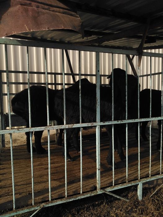 Кучкорлар сотилади