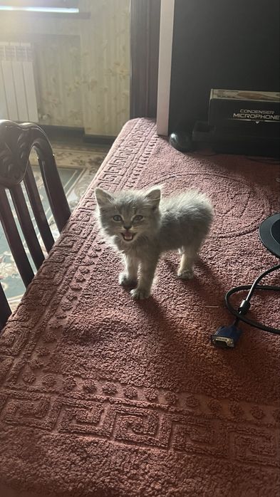 Умная серая Кошка