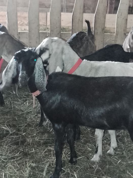 Vând 8 ede de anul trecut aglo nubiana