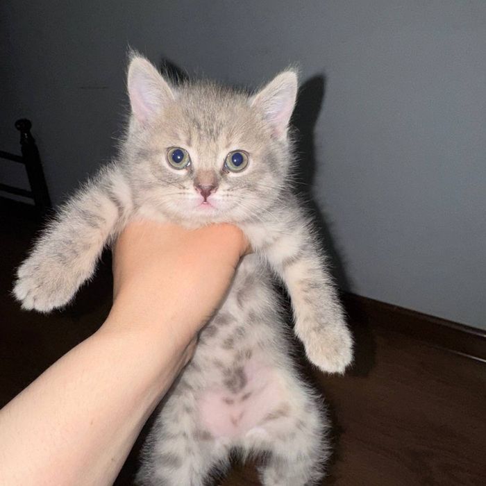 Mushuk bolachalari sotiladi