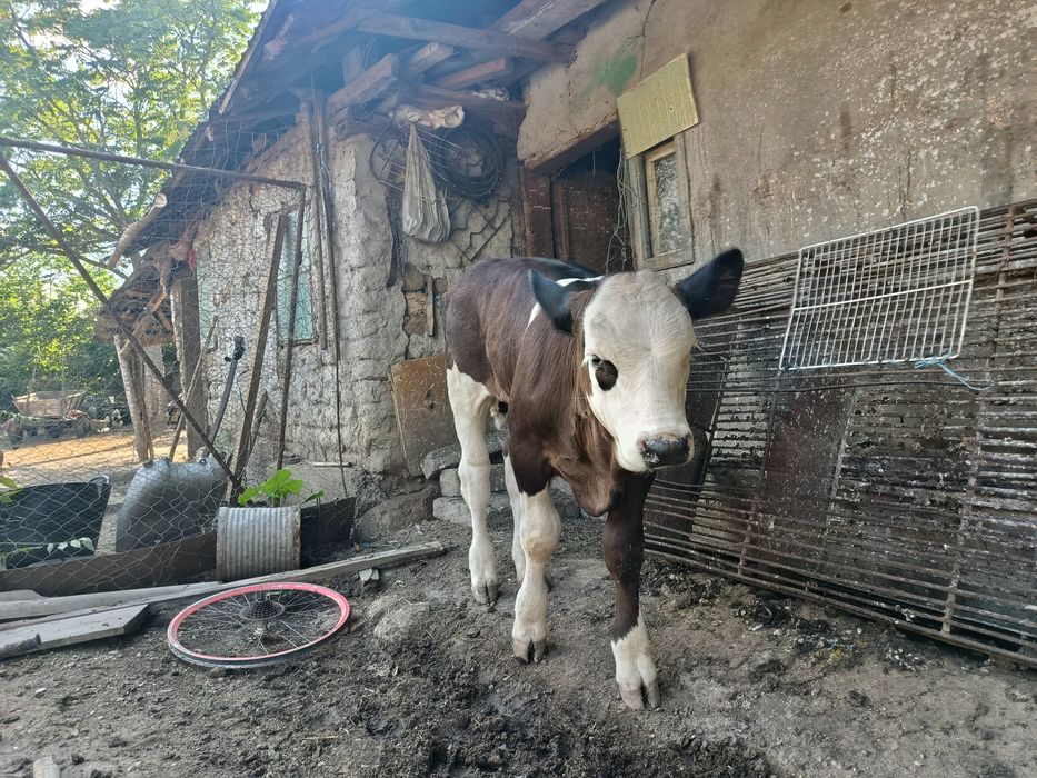 Vând vițel de 2  luni
