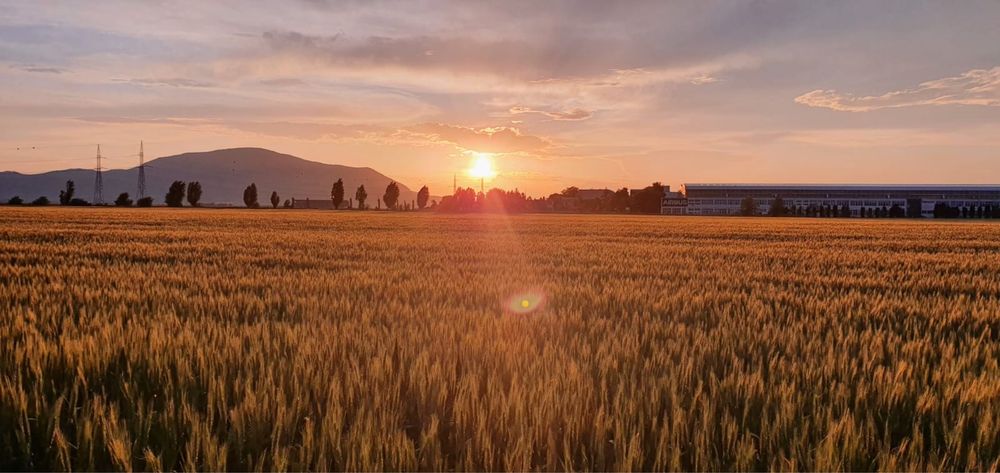 Samanta grau soiuri consacrate