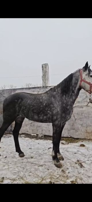 Продаю коня, возраст 6 лет