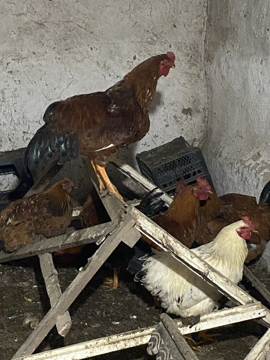 Кучин петух қораз сатылады