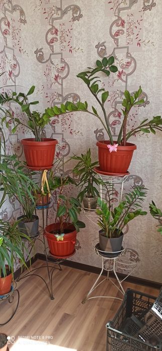 Комнатные цветы разные виды