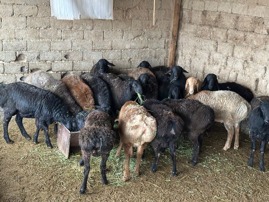 Қошқар, семіз қой