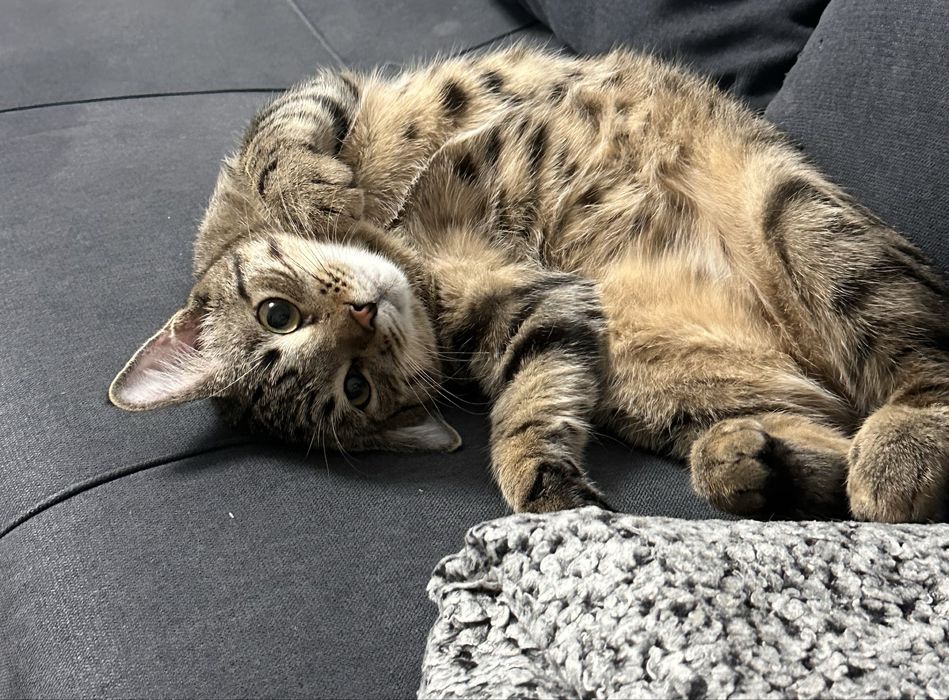 Отдам котека в добрые руки