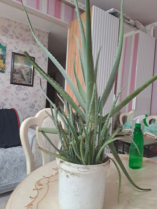 Алое вера 5 летняя