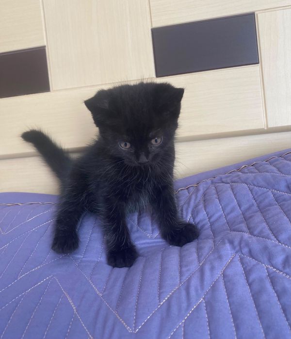 Отдам котят в добрые руки
