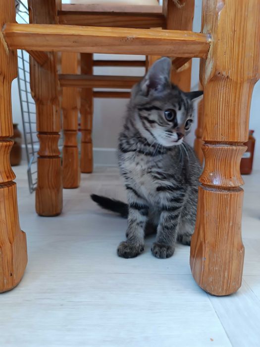 Котёнок девочка бесплатно