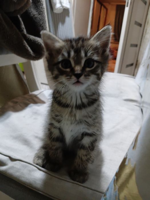 Отдам даром котят