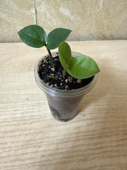 Замиокулькас или долларовое дерево