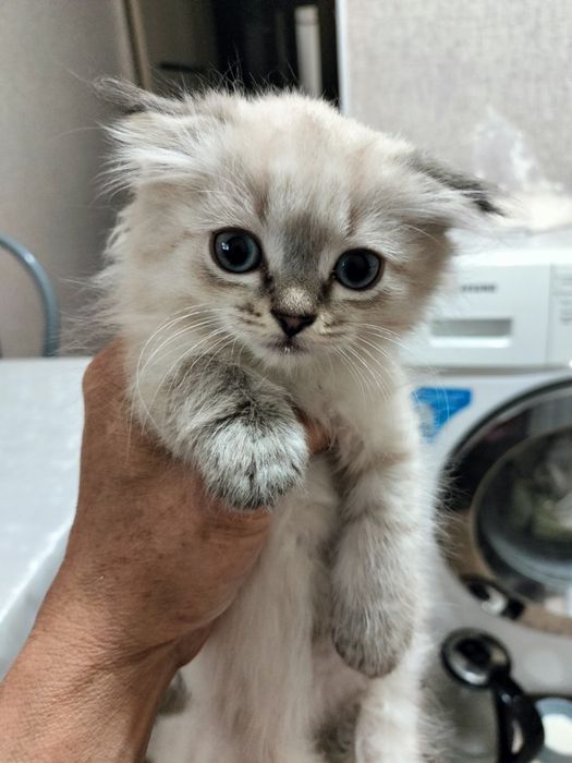 Продам катенка мальчик