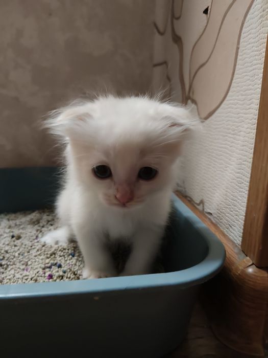 Шотландский вислоухий