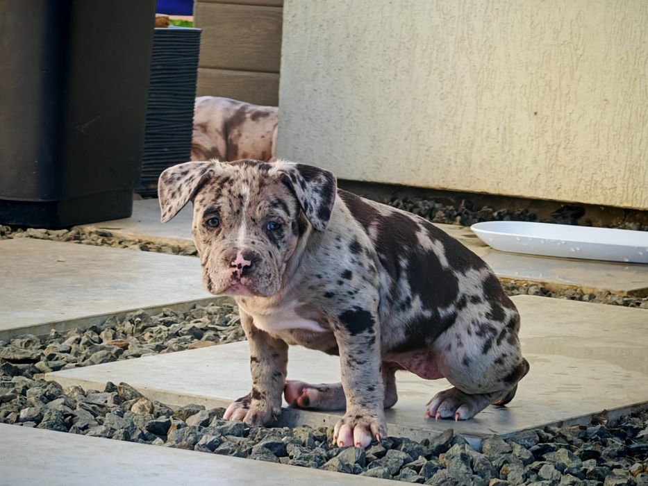 American Bully XL