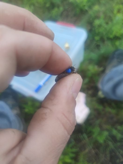 Mătci, albine, Buckfast F1