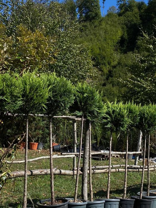 Plante pentru Curte si Gradina Moderna