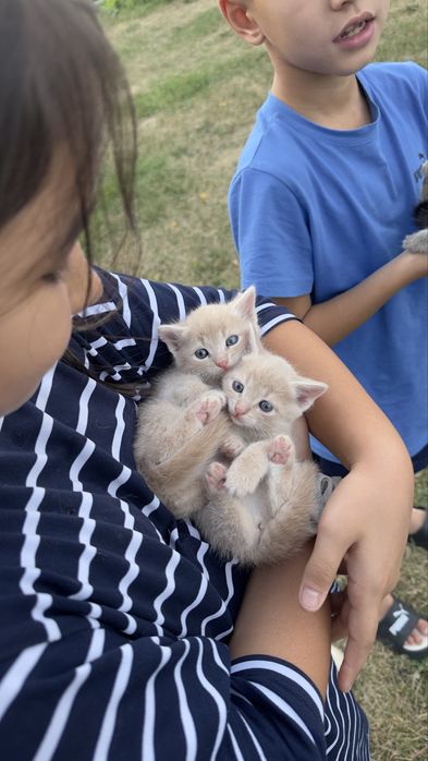 Отдам котят в добрые руки. 1 месяц