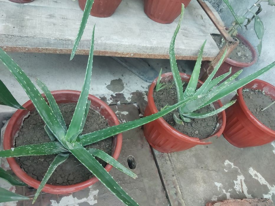 Aloy gullar sotiladi