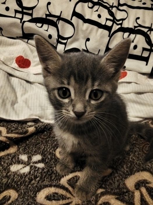 Отдам котят в добрые руки