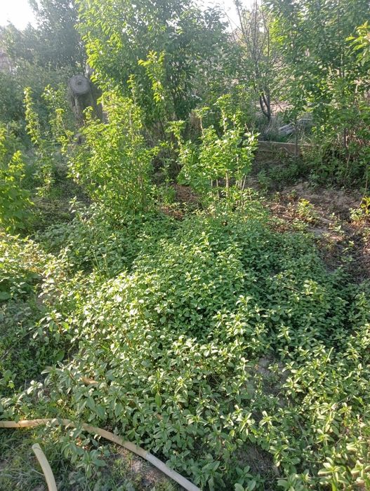 Продам дачу в П МК 52   Дом де комнаты и коридор