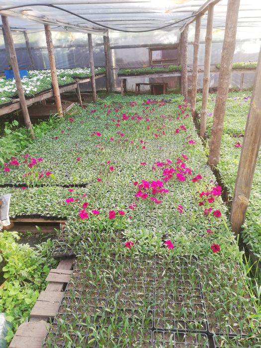 Продам петунию оптом