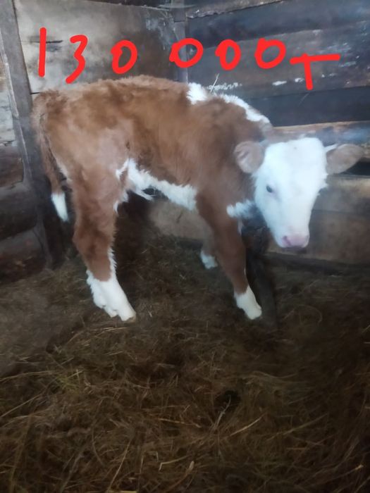 Продам теленка к ведру приучен