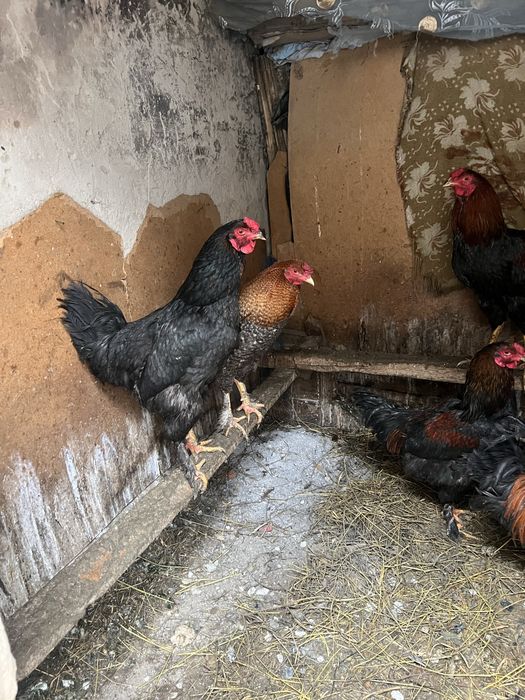 Петухи домашний молодые