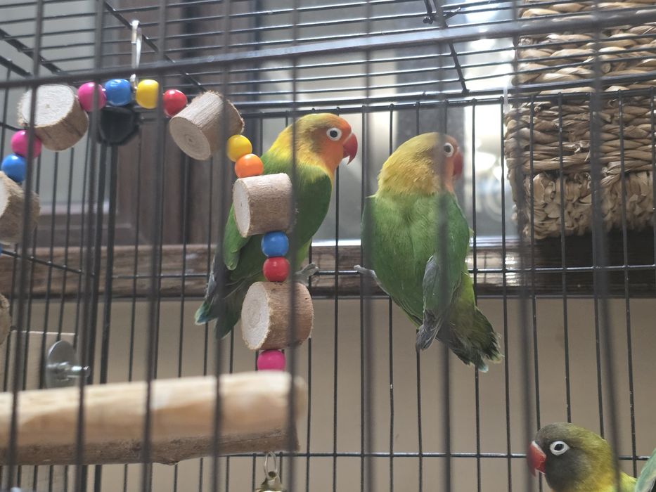 Попугай неразлучник