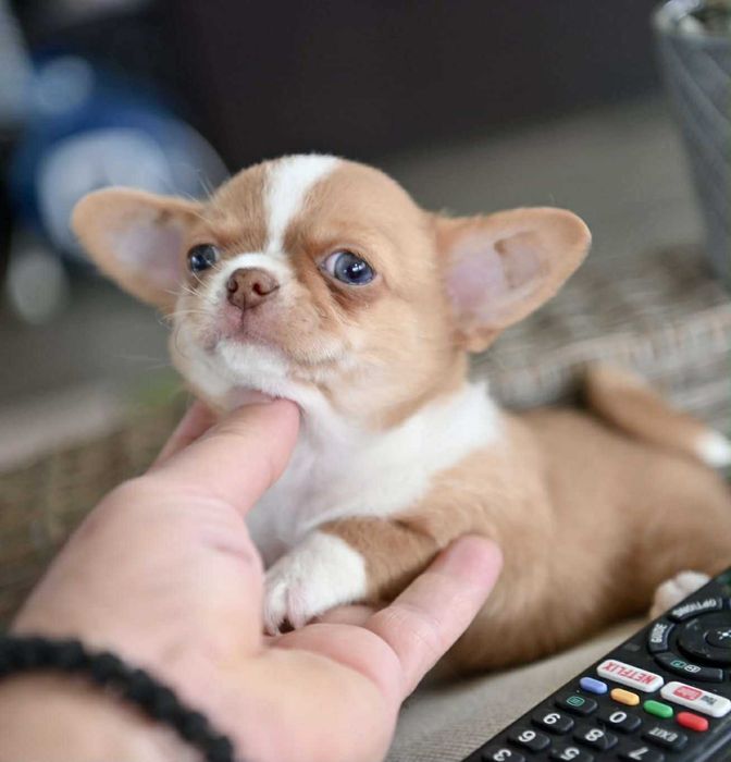 женско мини чихуахуа